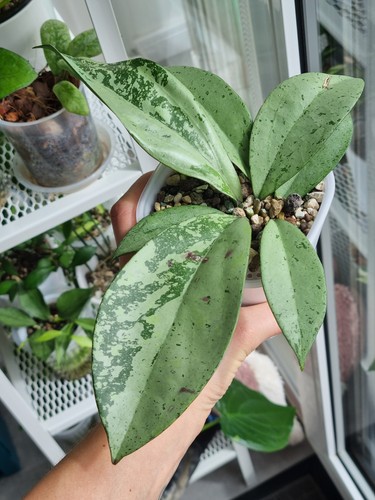 Hoya blizzard whole - plant, with