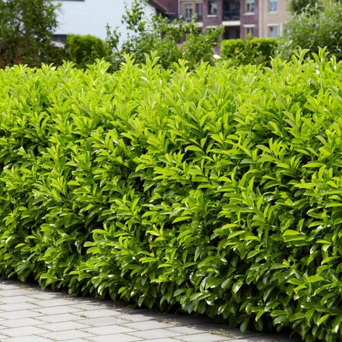 Cherry laurel hedging - laurel, prunus