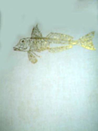 Illustrated book fishes - illustrated, by