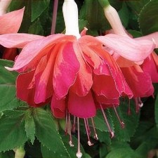 Giant trailing fuchsia - 6,