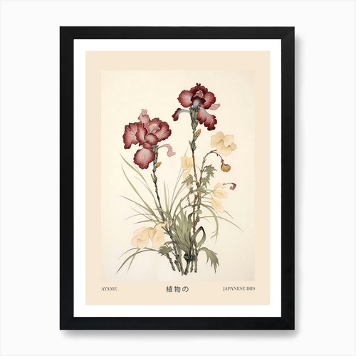 Ayame japanese iris vintage - iris,