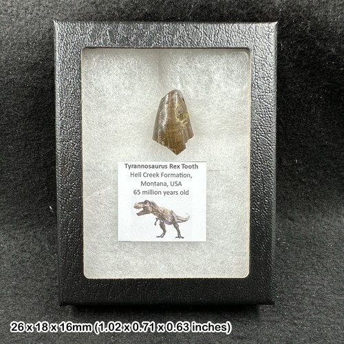 Tyrannosaurus rex tooth fossil - tyrannosaurus,