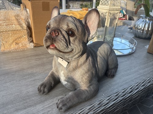 French bulldog silver - french,