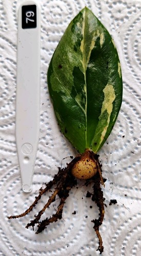 Zamioculcas zamiifolia - ,