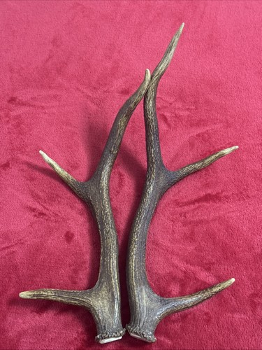 Pair red deer antlers 476g - of,