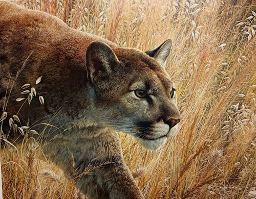 Carl brenders the - brenders, predator's