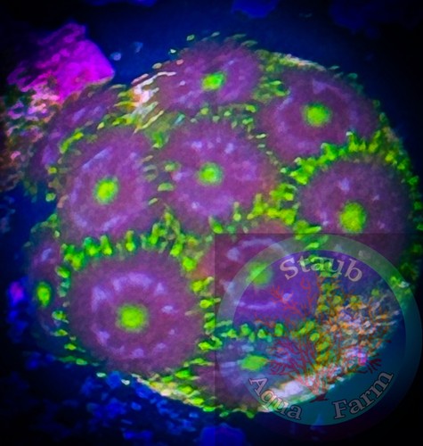 Saf blueberry fields - fields, zoanthid