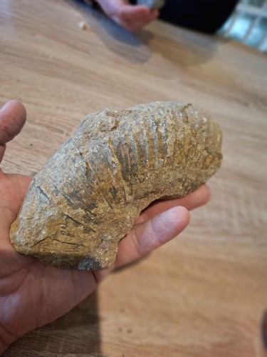 Large ribbed fossil shell - large,