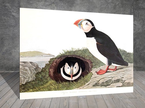 John james audubon puffin - john, bird