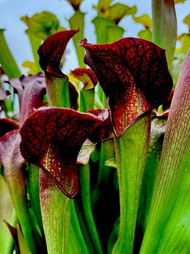 Sarracenia willisii minor - sarracenia,