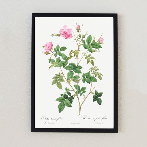 Antique flower botanical - antique,