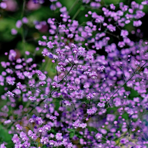 Thalictrum delavayi chinese - delavayi,