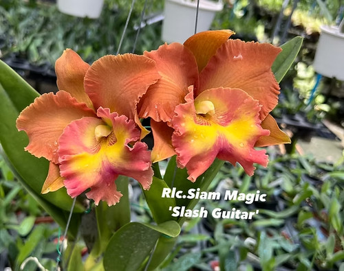 Rare cattleya rlc siam - rare,
