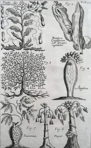 Johann zahn - zahn,