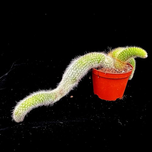 Hildewinteria colademoninis - hildewinteria,