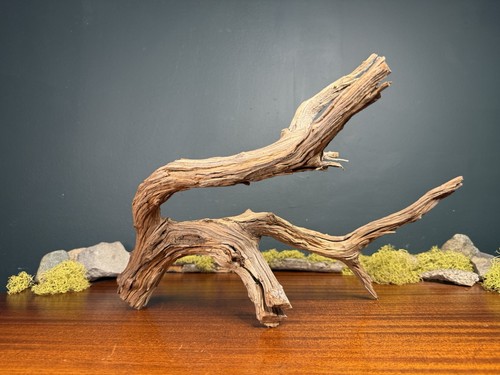 Large manzanita - large,