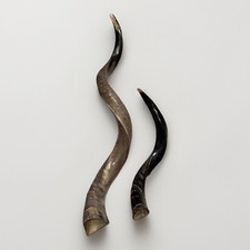 Shofar Yemenite Kudu Horn XXL