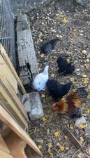 Mixed Bantam Eggs X6