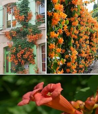 Trumpet Vine | Campsis