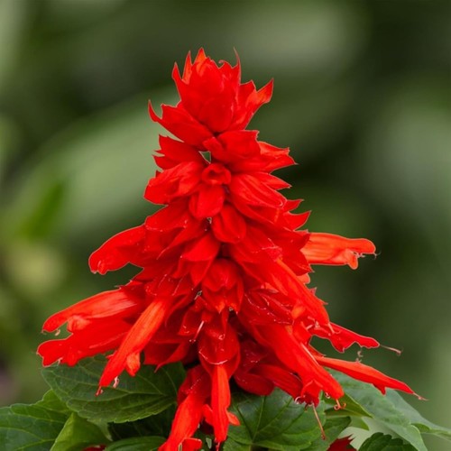 Salvia red bedding - salvia, plants
