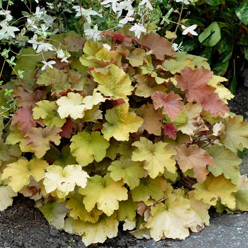 Heuchera caramel - ‘caramel’, –