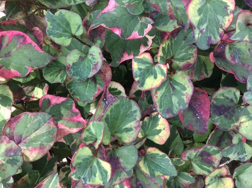 Houttuynia cordata fish mint - fish,