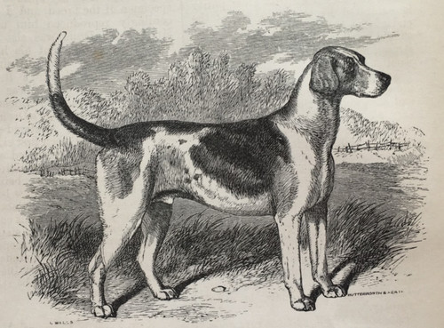 Foxhound dog antique print - dog,