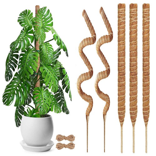 Moss pole climbing - climbing, plant