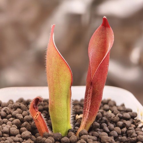 Heliamphora nutans kukenan - heliamphora,