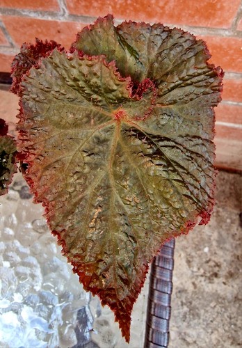 Begonia midnight magic rare - begonia,