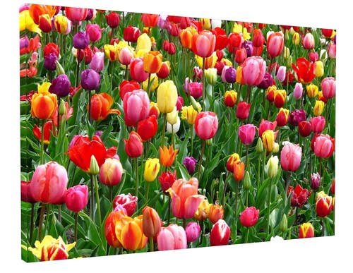 Stunning spring tulip - spring, flowers
