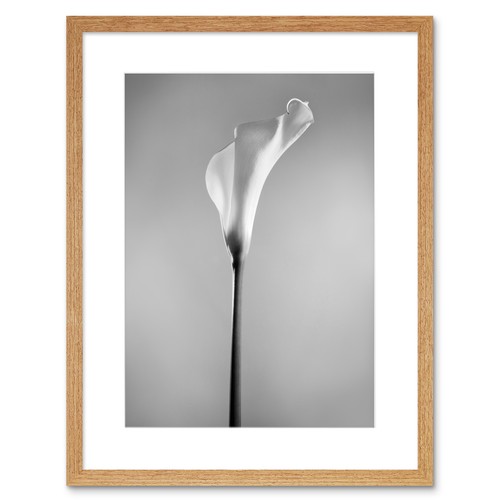 Flower black and white - flower, calla