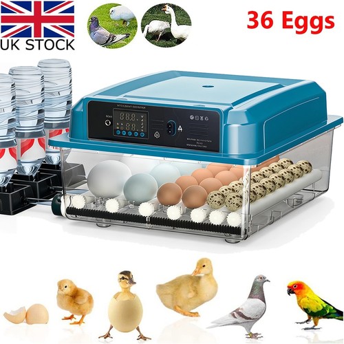 Eggs digital incubator - 36,