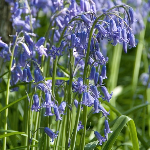 Premium english bluebell - premium,