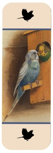 The budgerigar beautiful - budgerigar, bird