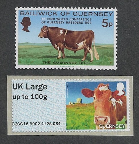 Guernsey cow farm animals - farm, mnh