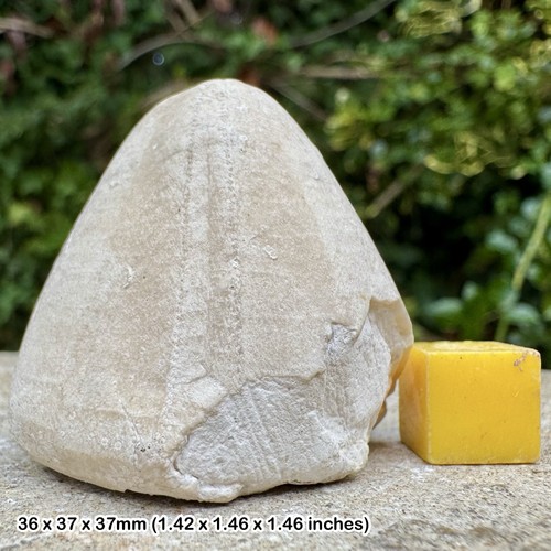Fossil chalk echinoid conulus - echinoid,
