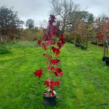 Liquidambar 'Sweet Gum' single stem ornamental tree 90-110cm AUTUMN COLOURS
