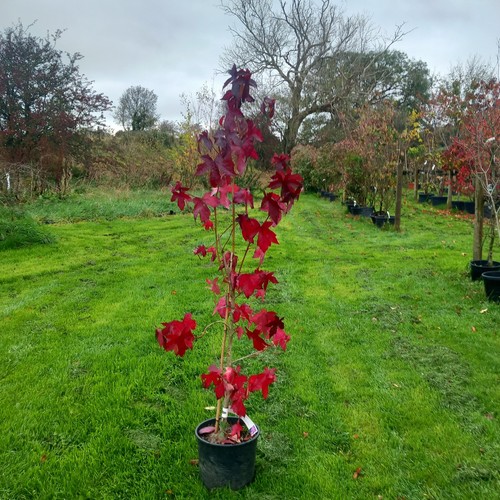 Liquidambar sweet gum single - liquidambar,