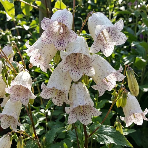 Campanula bellflower milky - campanula, way