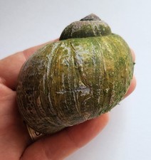 3" Authentic Apple Snail