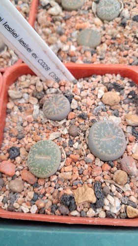 Lithops lesliei c028 - lesliei,