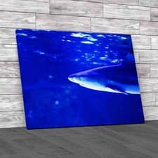 Tropical Sea Fish Lone Shark