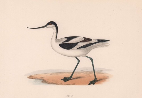 Avocet morris british - avocet.,