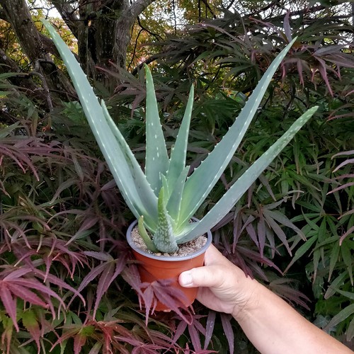 Large aloe vera succulent - vera,