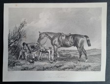 Antique 1852 print - Country Life - Equestrianism - Hunting - Dogs - "The Thorn"