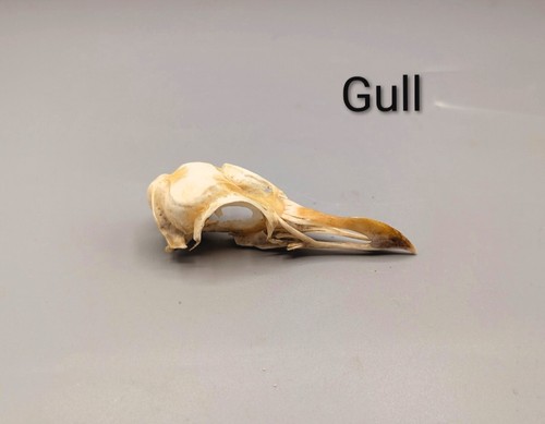 Skulls bones animal skull - skulls,,