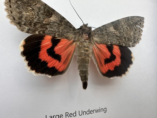 Large red underwing - large,