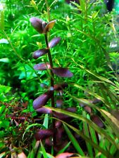 2x stem very rare Bacopa Salzmannii 'purple.FULL SUBMERGED,no snails no algae