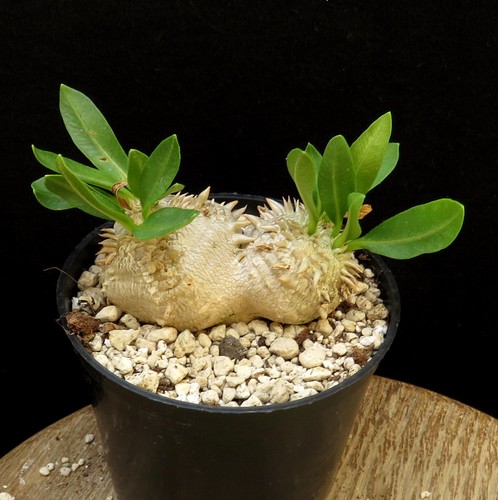 Pachypodium